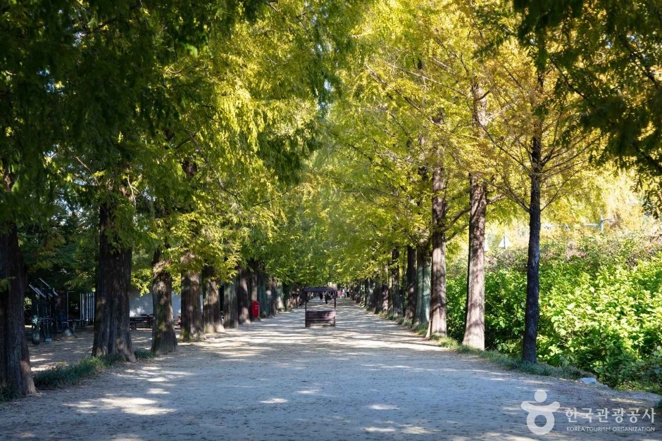 담양 메타세쿼이아 가로수길